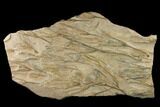 Plate Of Ordovician Crinoid Fossils - Marzane, Morocco #171262-2